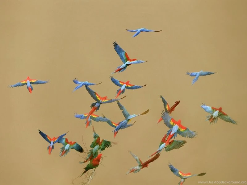 Flying Birds Peru National Scarlet Macaws 1600x1200 Wallpapers ...
