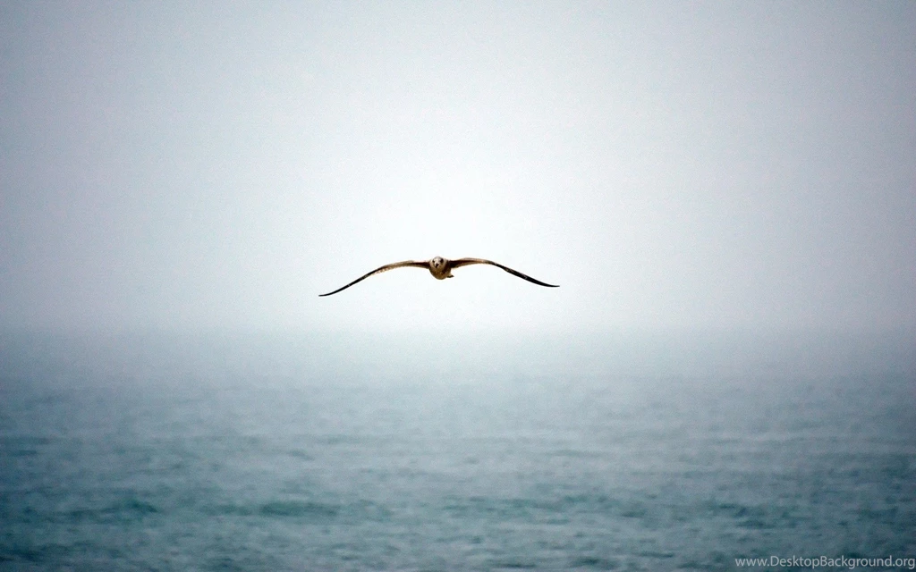 Unique Animals Blog: Birds Flying Wallpapers For Desktop   Animals ...