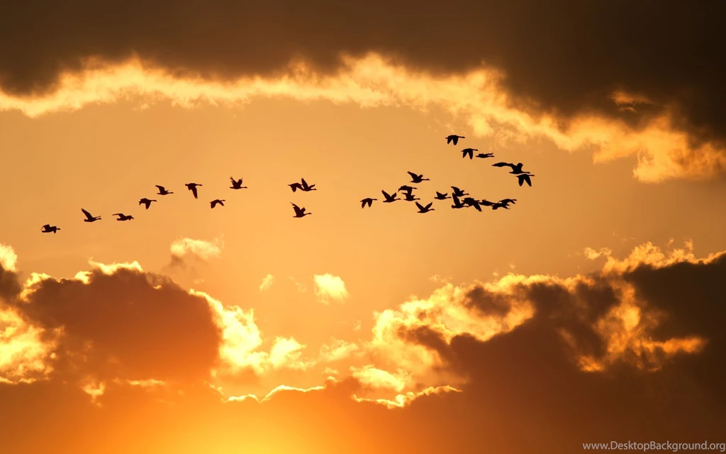 Flying Birds Wallpapers