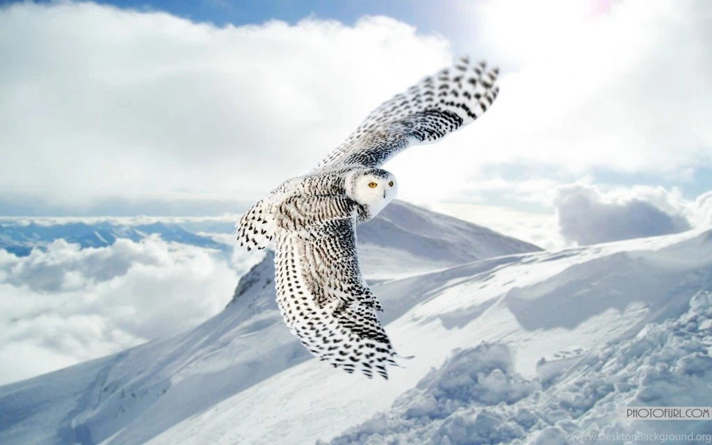 New Flying Parrot Wallpapers HD