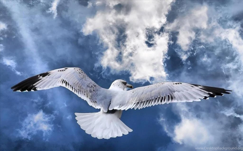 Flying Birds HD Wallpapers Free Download EP