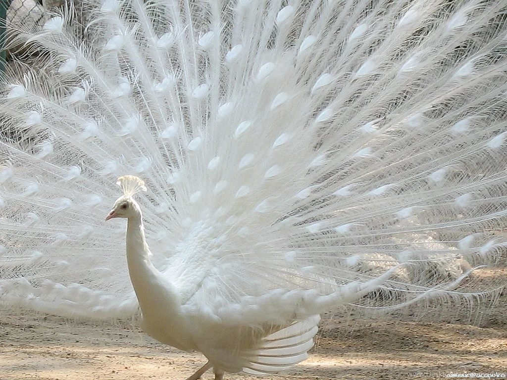 Beautiful Birds Wallpapers Download