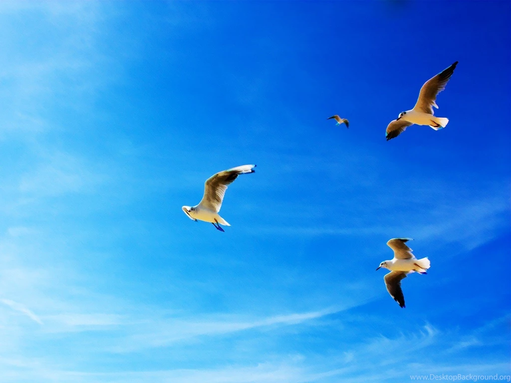 Flying Bird Wallpapers