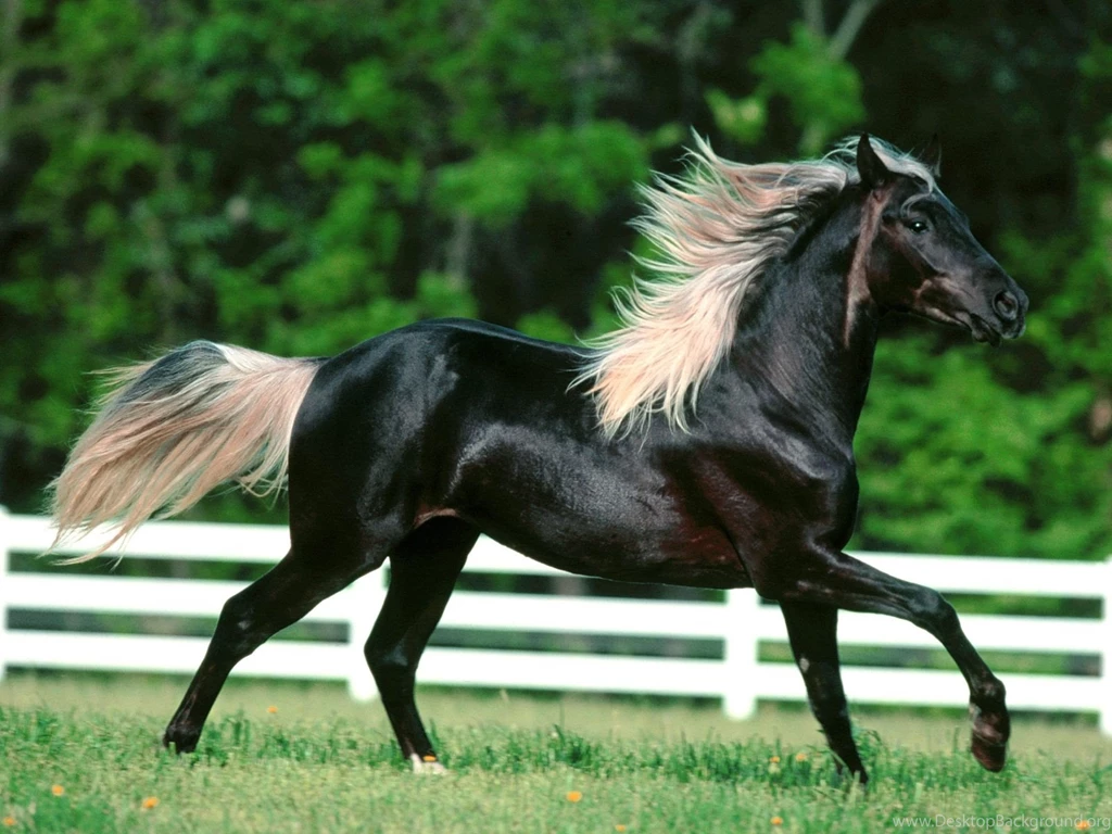Arabian Horse Wallpapers Hd For Desktop Widescreen