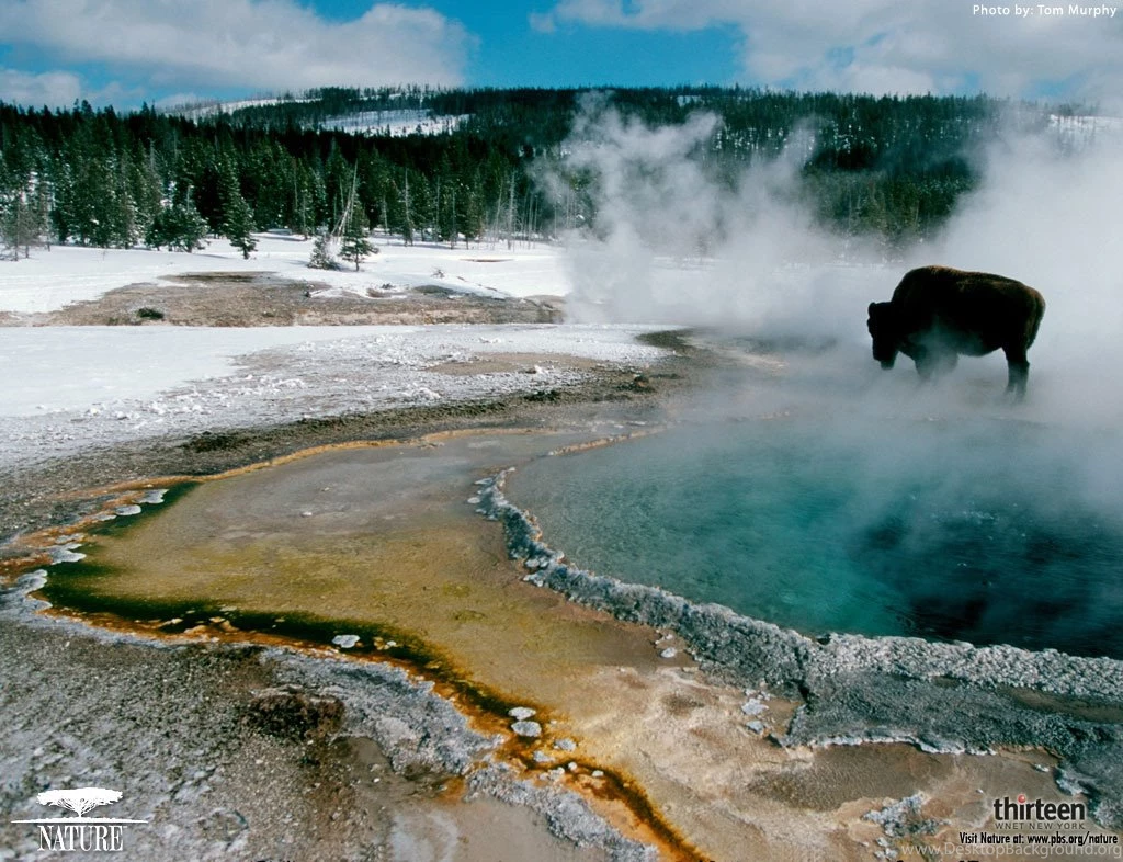 Pins For: Yellowstone From Pinterest