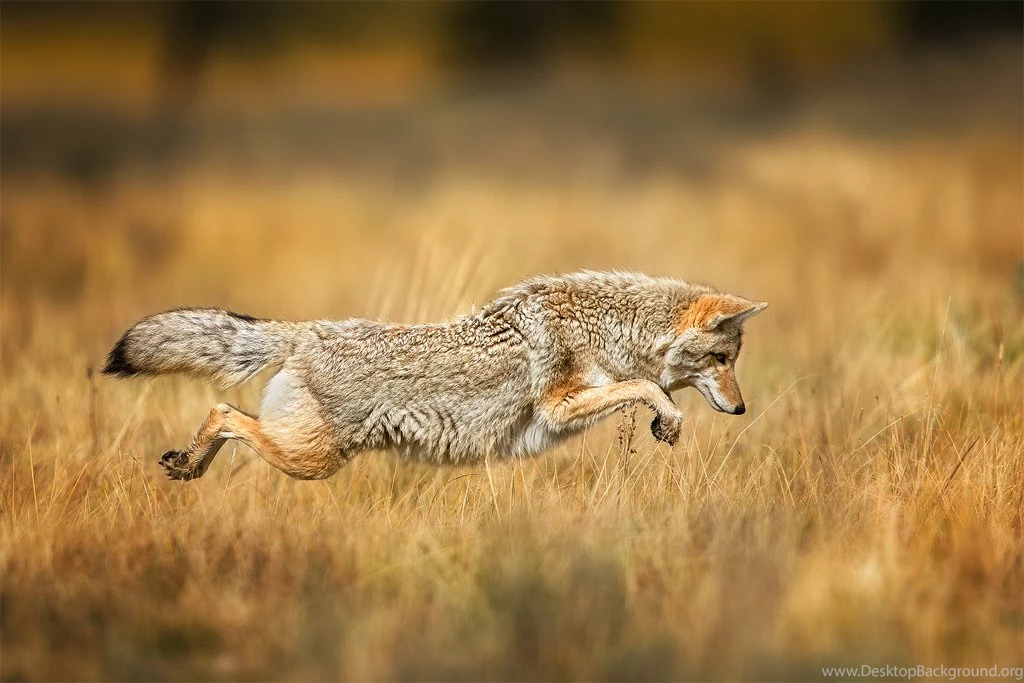 Yellowstone National Park Photos