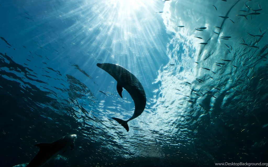 Rays Under The Ocean (