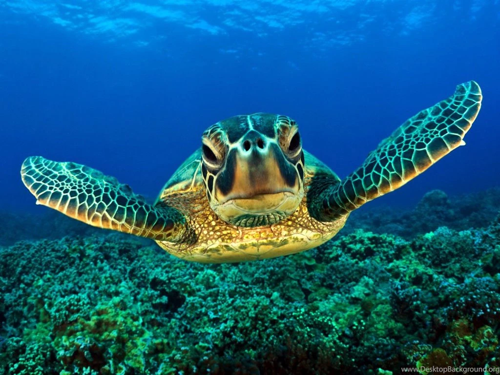 Turtle Pictures Land Abd Sea Turtle Wallpapers