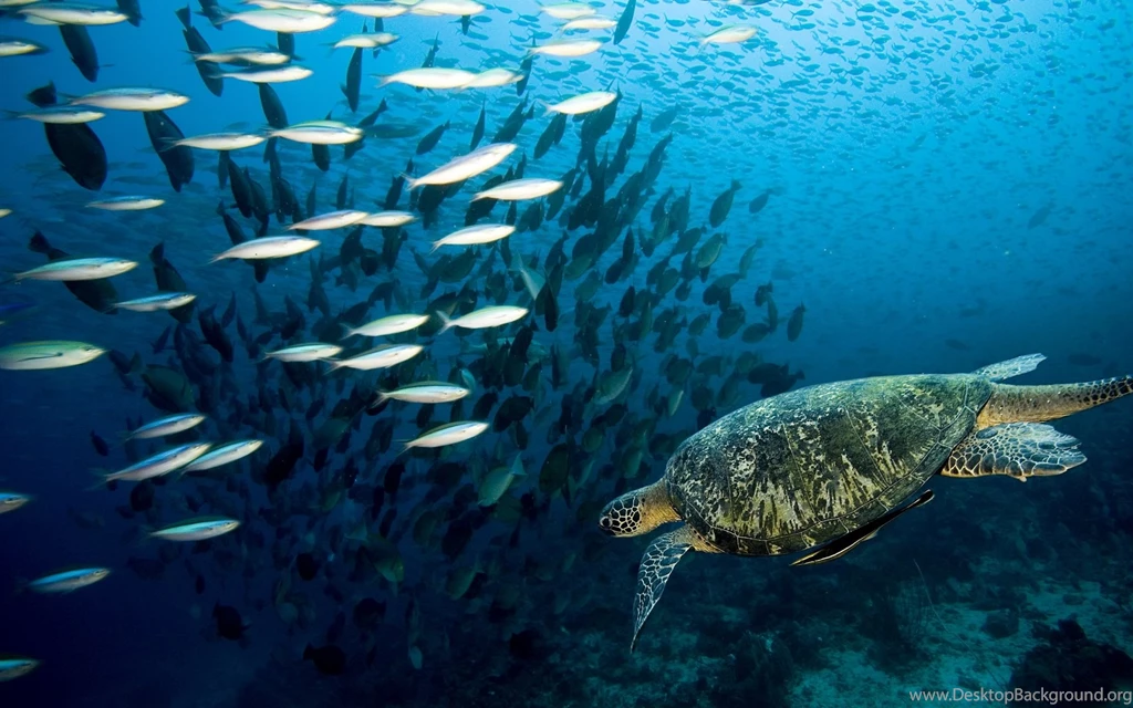 Under Ocean Wide Wallpapers Nekeran.com