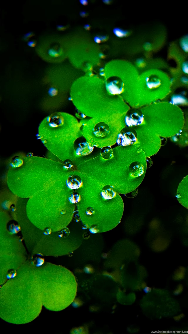 Wallpapers Weekends: Luck Of The March Madness