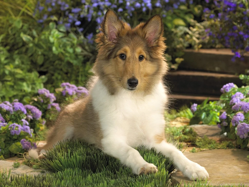 Animals: Lounging Sheltie, Picture Nr. 41304