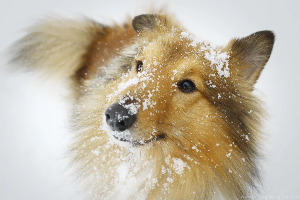 Shetlandsheepdog DeviantArt