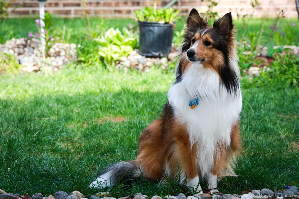 Animals___Dogs_Sheltie_breed_dog_is_sitting_in_the_courtyard_049641_.jpg