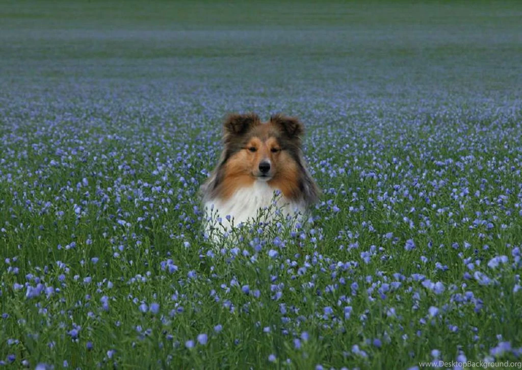Shetland Sheepdog Puppies Information