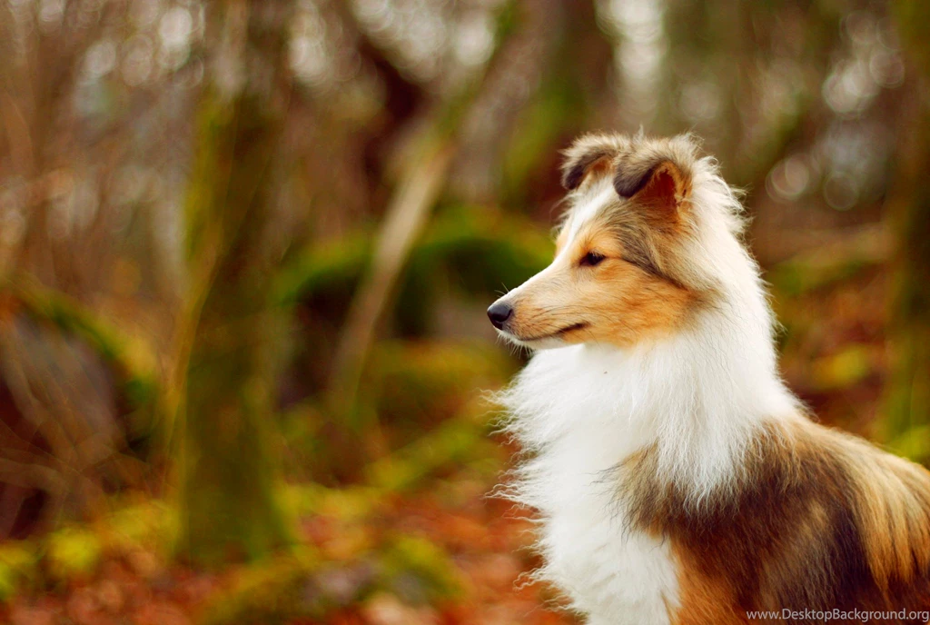 Shetland Sheepdog Dogs 34 Wide Wallpapers DogBreedsWallpapers.com