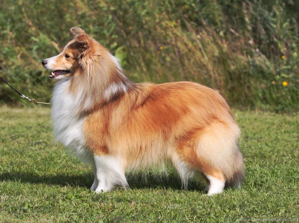Animals___Dogs_Beautiful_fluffy_Sheltie_breed_dog_049644_.jpg