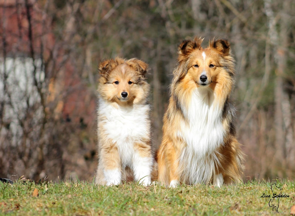 Two Beautiful Sheltie Breed Dog On Forest Backgrounds Wallpapers ...