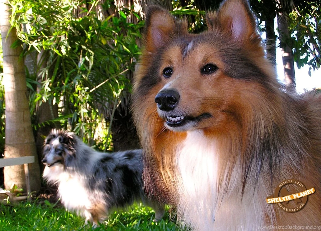 Shetland Sheepdog Wallpapers Wallpapers Cave