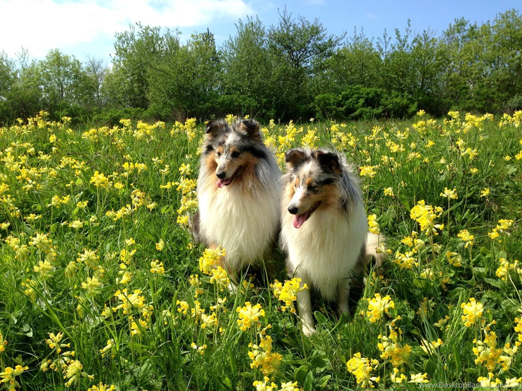 Two Beautiful Sheltie Breed Dog In Flowers Wallpapers And Images ...