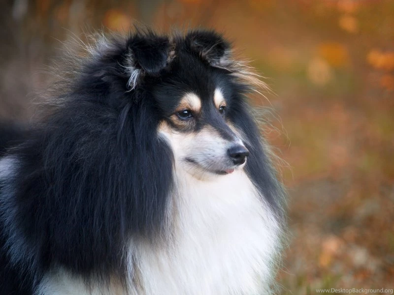 Shetland Sheepdogs By Swan Lake On DeviantArt