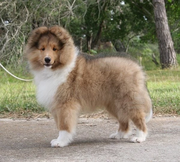 Sheltie Dogs Along With Shetland Sheepdog Puppy Also Sheltie ...