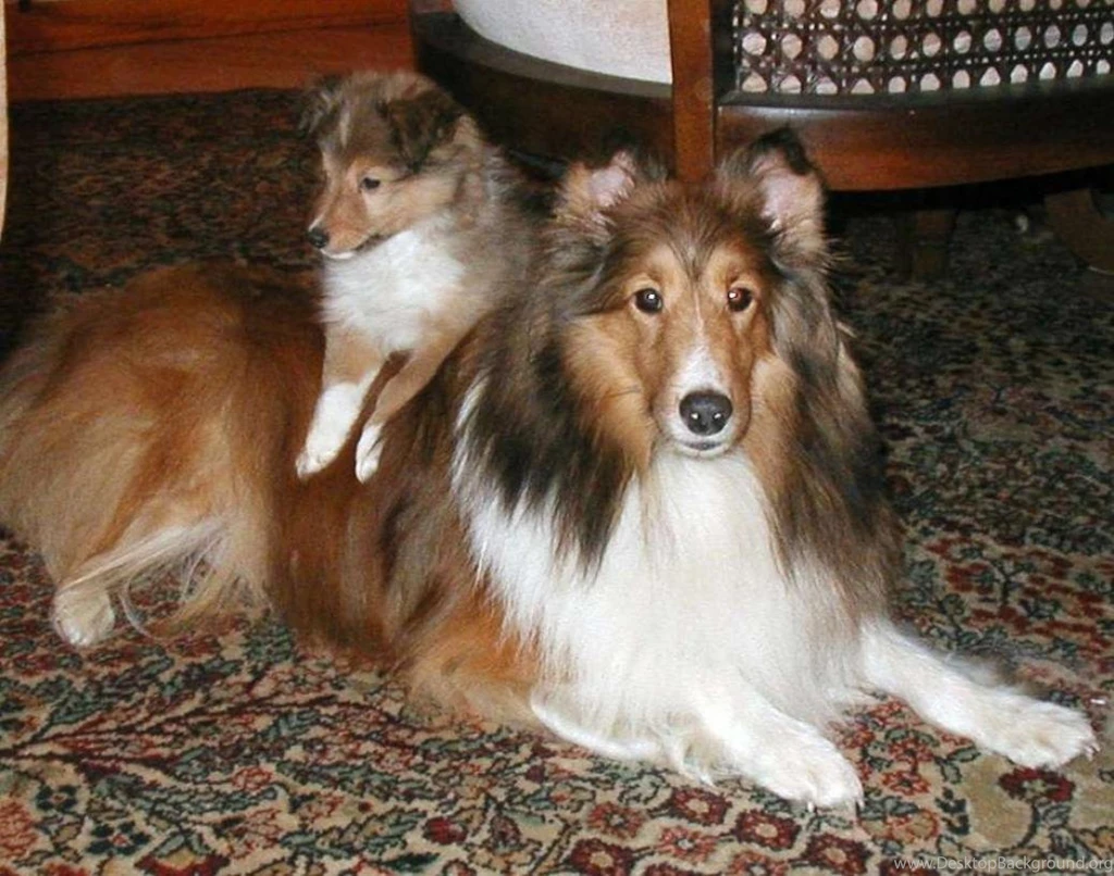 Shetland Sheepdog Life Expectancy 11 Free Wallpapers ...