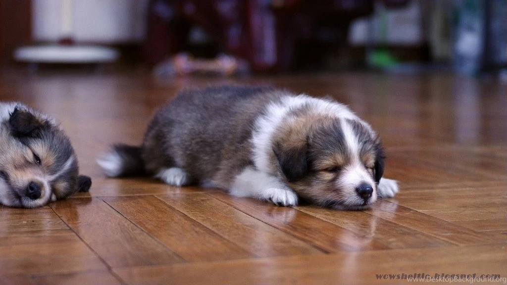 Sheltie Puppy Wallpapers 1080p