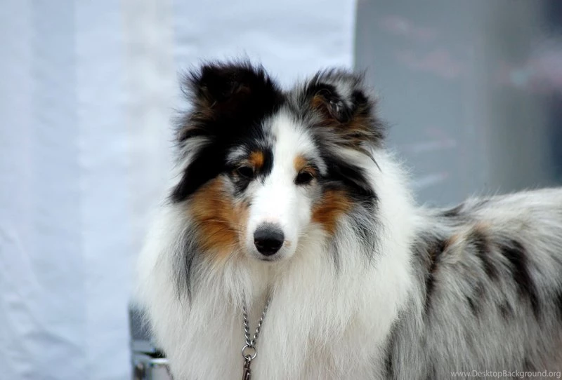 Blue Merle Sheltie 2 By Felill On DeviantArt