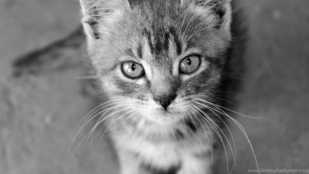 Cats Animals Pleasure Monochrome Madness Wallpapers