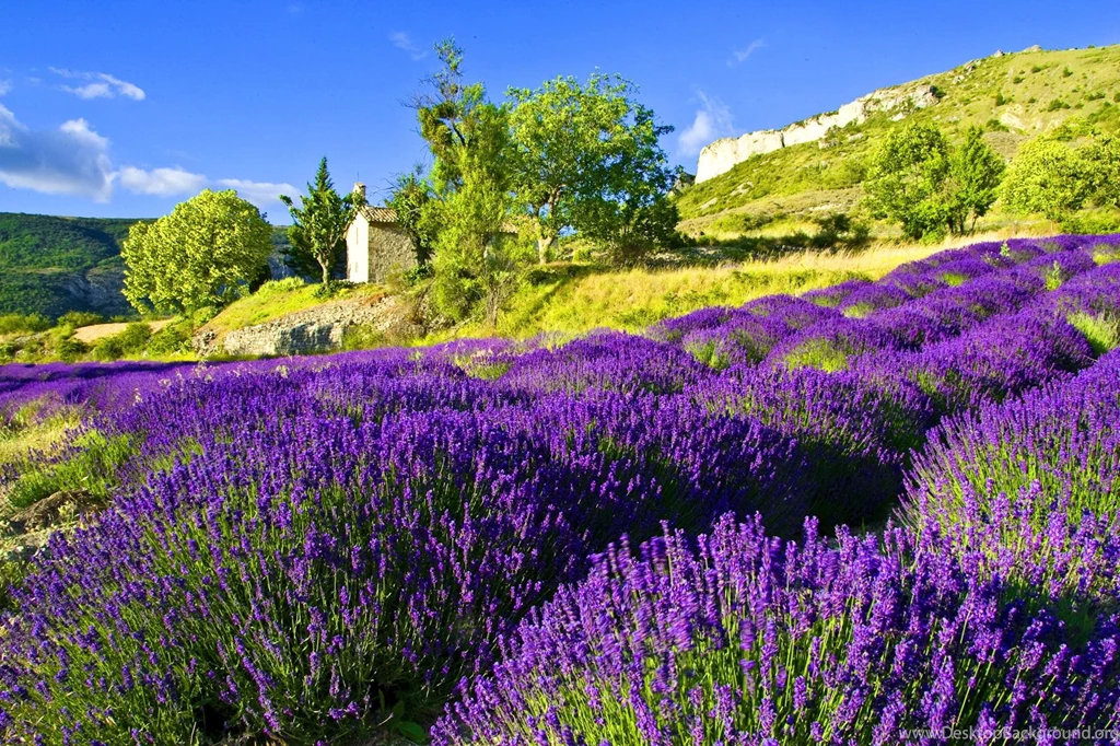LAVENDER IN QUIET COUNTRYSIDE WALLPAPER (