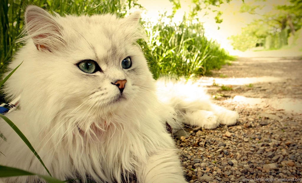 CUTE WHITE CAT WALLPAPER   (