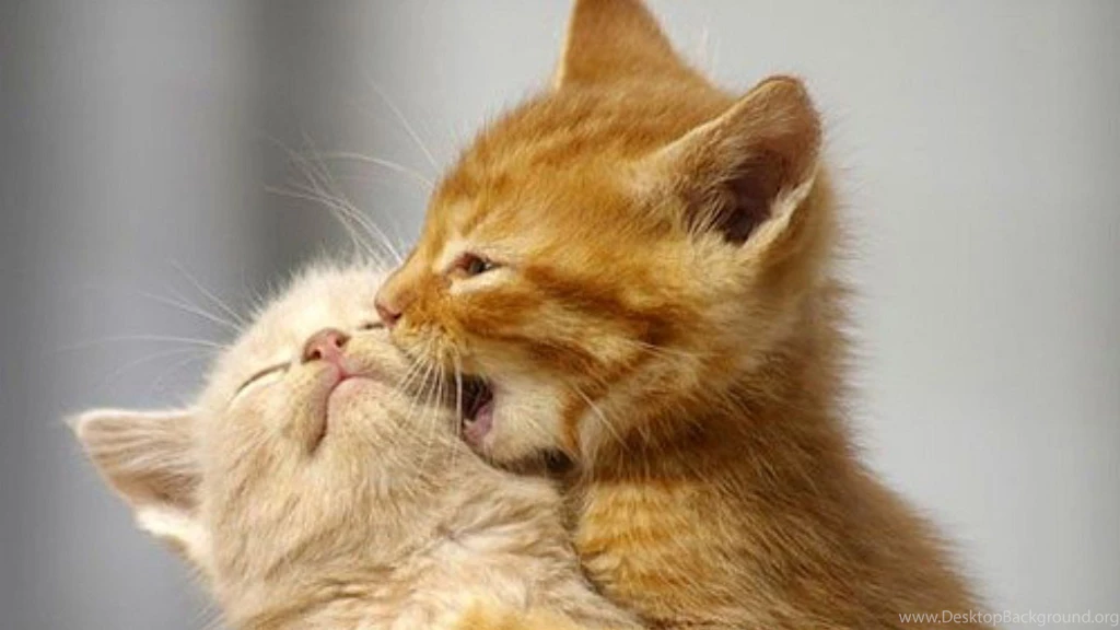 Cute White Cat Wallpapers ImgMob