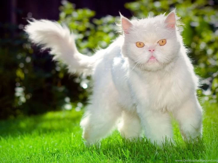 Download HQ White Cat Outdoor Cats Wallpapers / 1920x1440