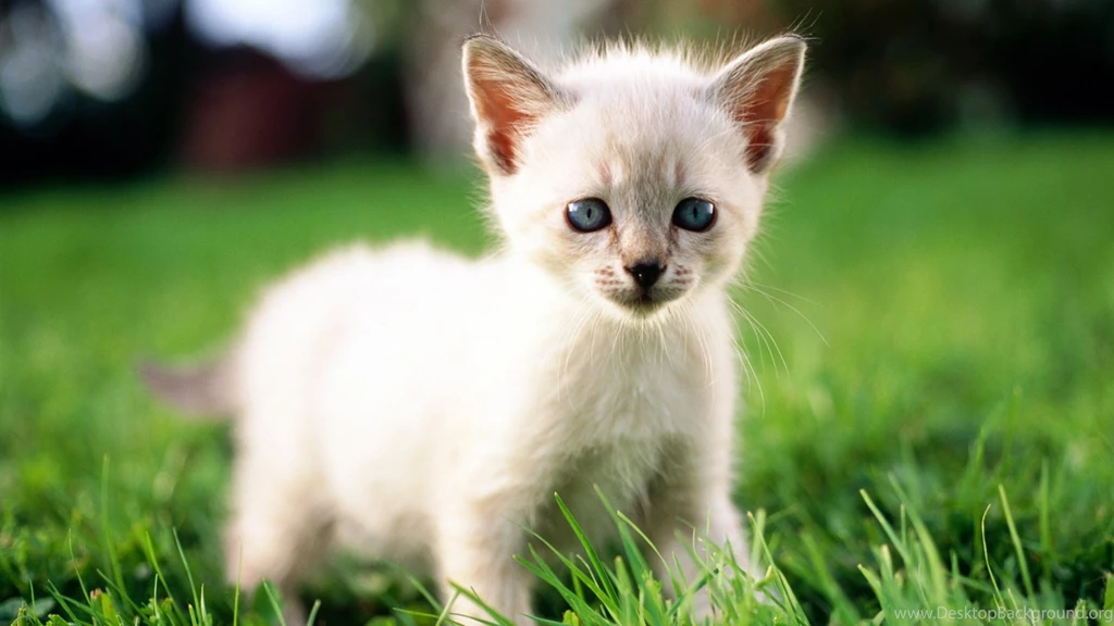 Cute Little White Cat Wallpapers