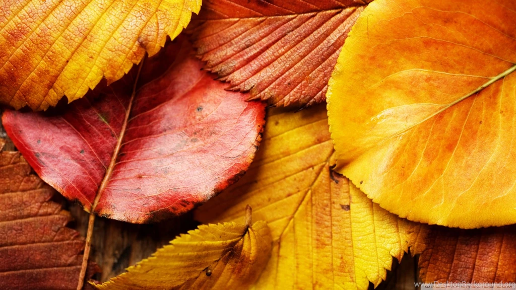Download Beautiful Autumn Leaves 2 Wallpapers 1920x1080