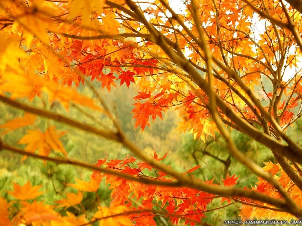 Autumn Leaf Wallpapers Seasonal Crazy Frankenstein