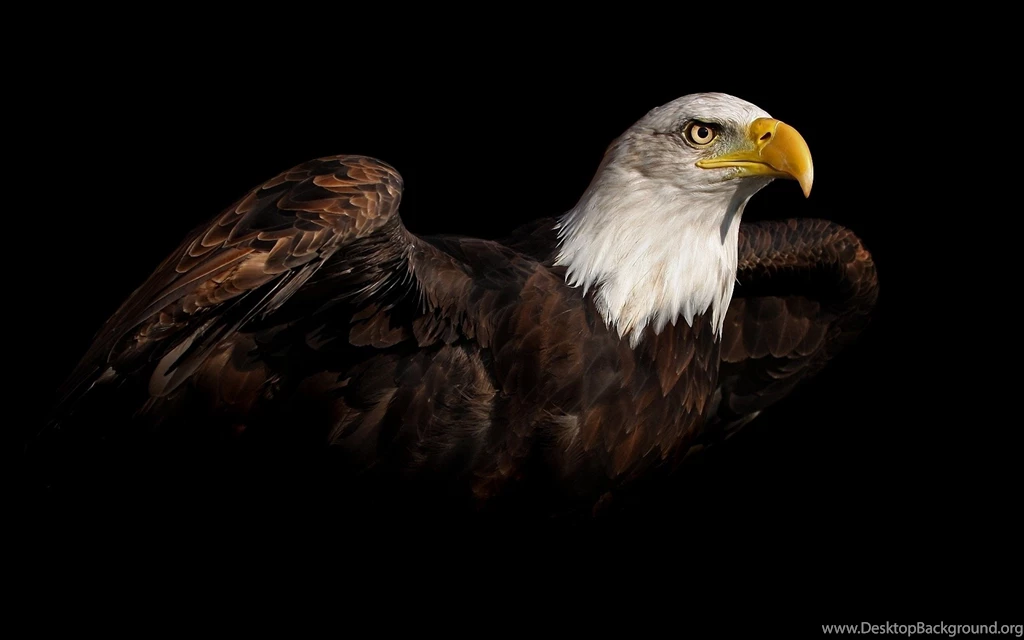 Eagle Computer Wallpapers, Desktop Backgrounds