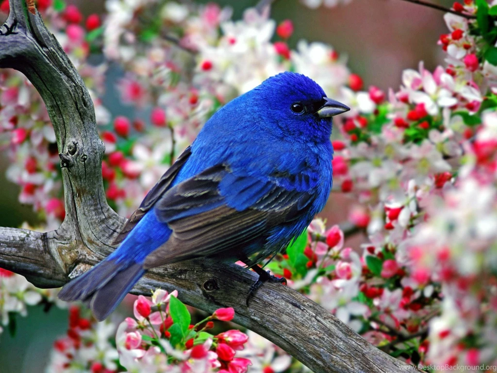 Birds Wallpapers