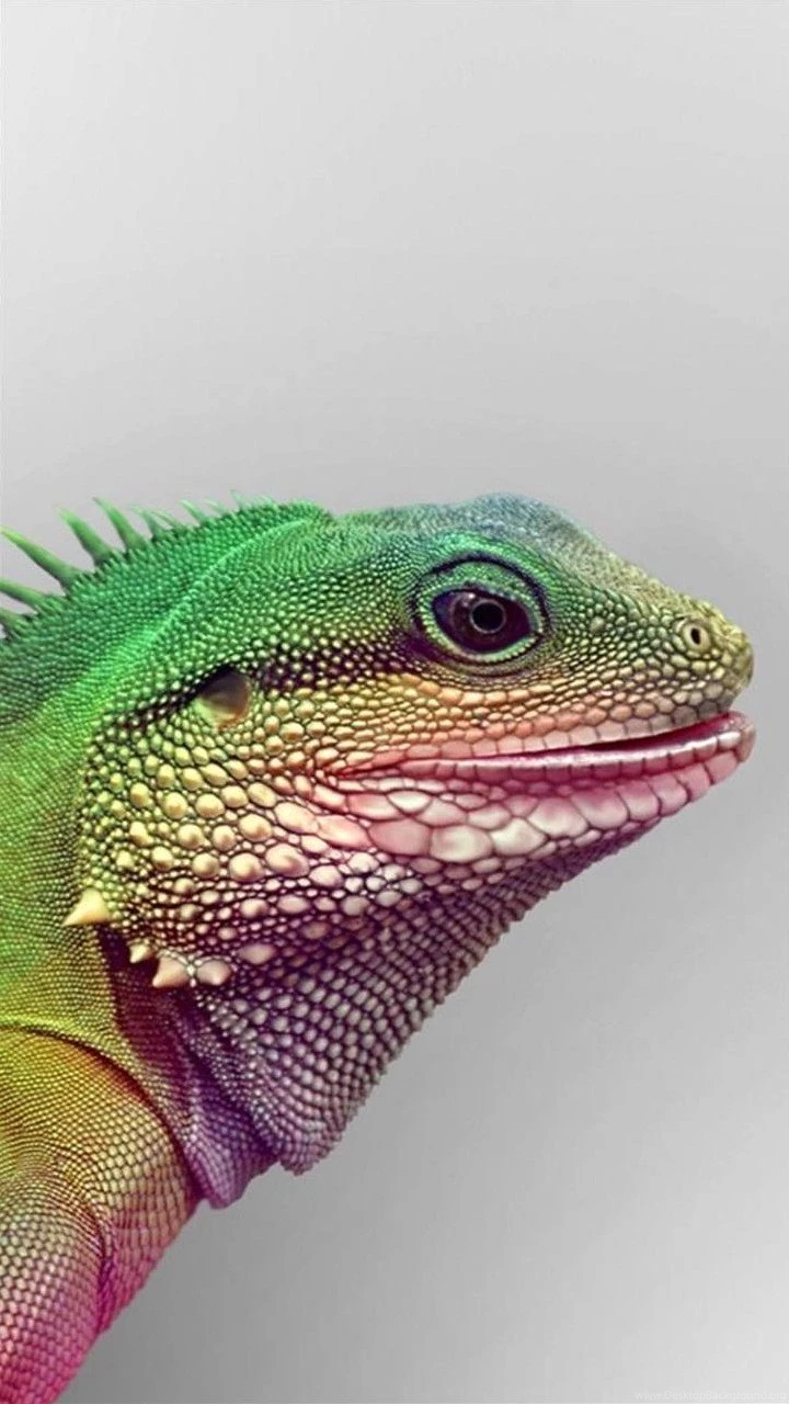 Animal Moto G Wallpapers HD 80, Moto Wallpapers, Motorola Wallpapers