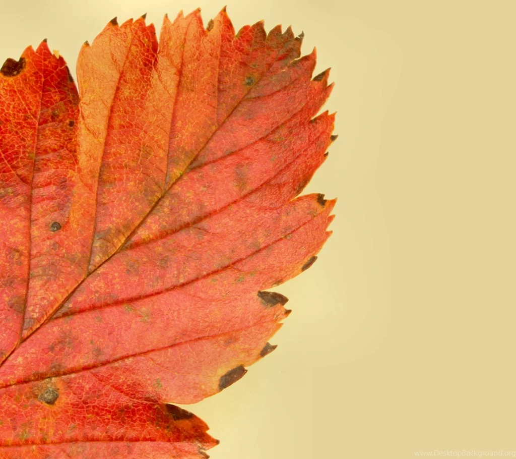Download 13 Moto E Wallpapers: Fresh HD Full Screen Wallpapers ...