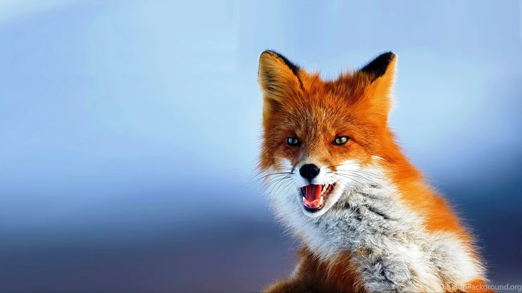 Gallery For > Fox Wallpapers