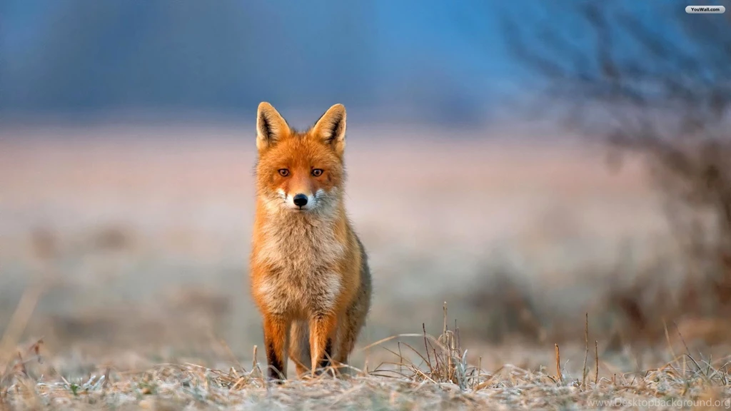 Fox Wallpapers HD