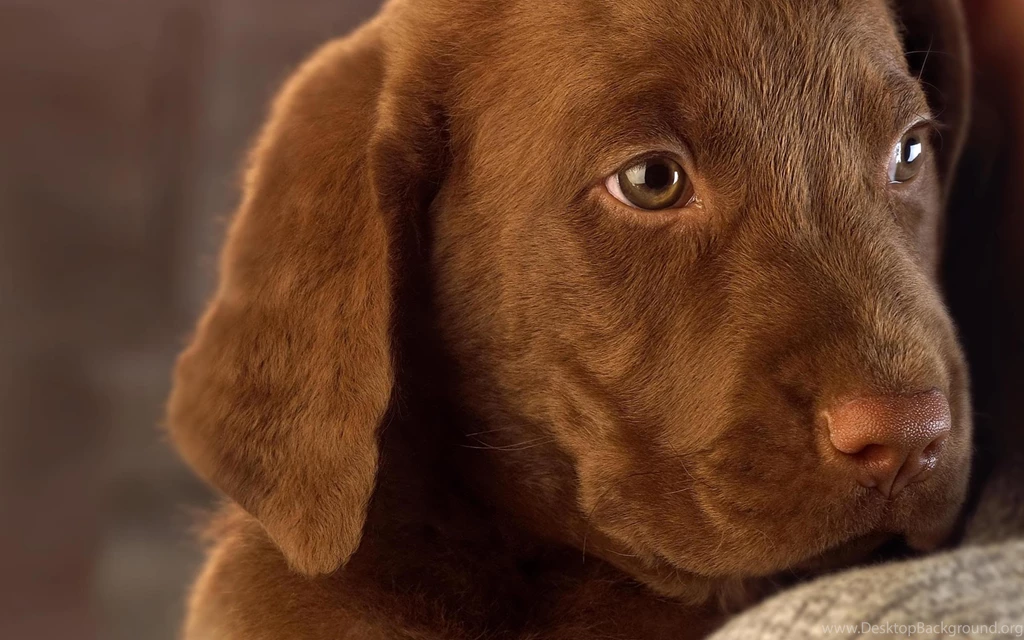Chocolate Labrador Puppies Wallpapers