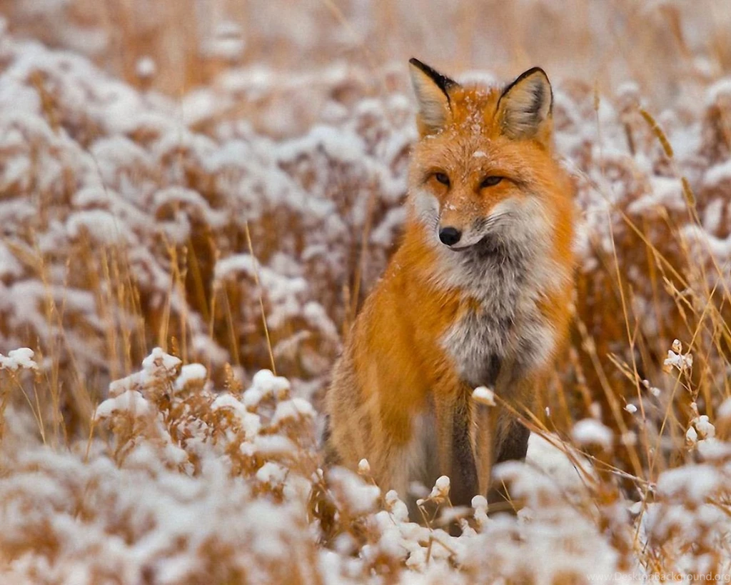 Red Fox Wallpapers Wallpapers Cave