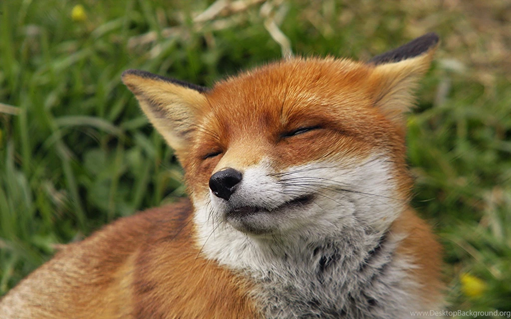 Fox Wallpapers HD 2016 . Best High Resolution Desktop Android And ...