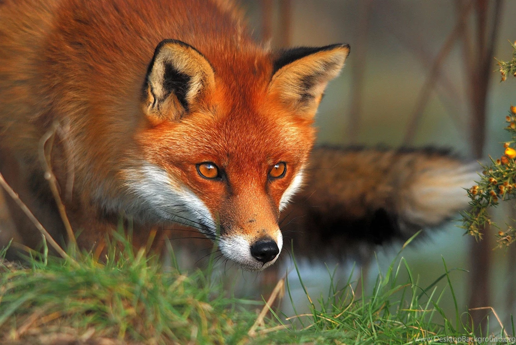 Fox Animal Wallpapers 9755 2048x1371 UMad.com