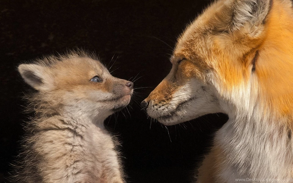 1920x1200 Fox Puppy Wallpapers