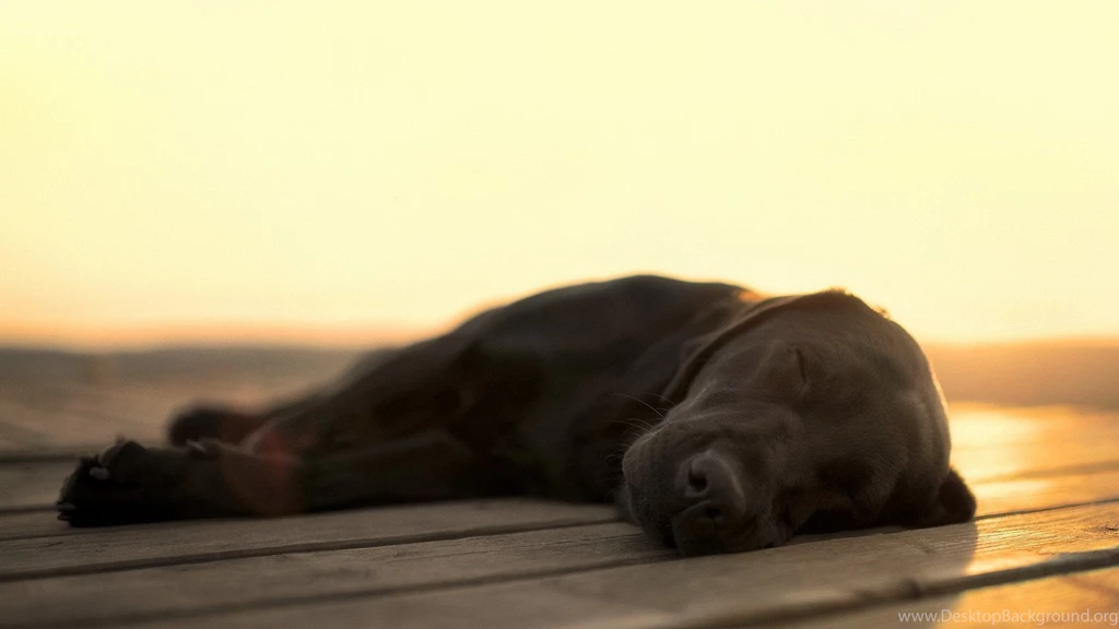 Full HD 1080p Labrador Wallpapers HD, Desktop Backgrounds 1920x1080