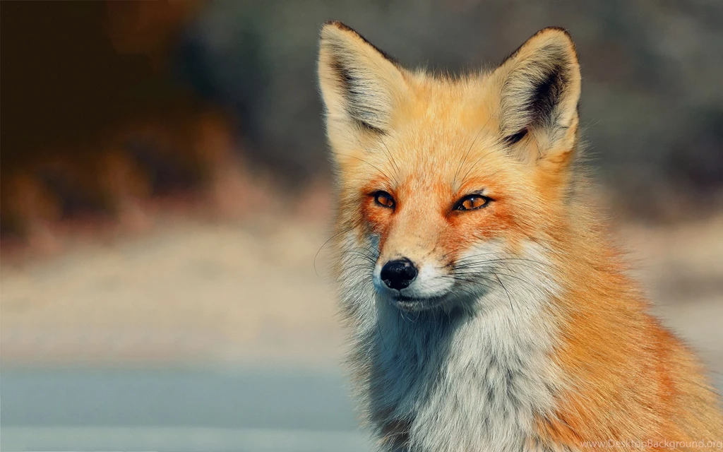 Fox 14 Wallpapers Collection