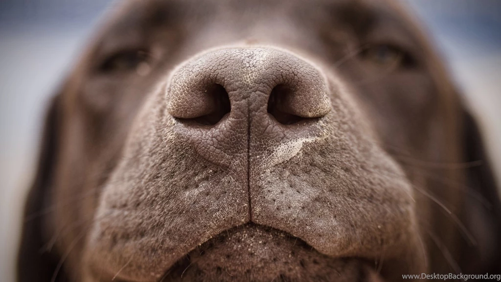 Top Chocolate Lab Owners By Wallpapers